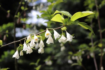 Halesia carolina, tetrapetra - halézie karolínská - květ